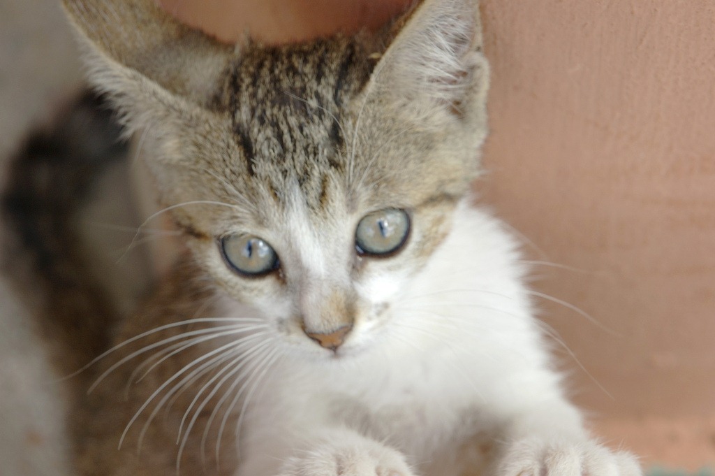 Dominican Kitten