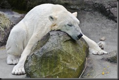 Lazy Days